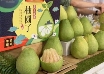 台南上購物平台直播叫賣文旦售光6百箱