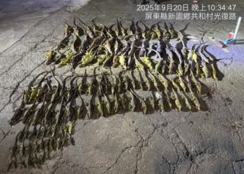 屏東縣啟動「護豆專案」 加強移除綠鬣蜥
