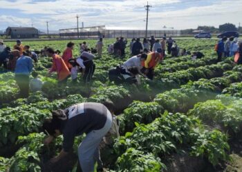洋芋控別錯過! 農業局輔導后里「薯意聯合」嘉年華10/4登場