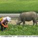 義竹中平村橫空出世的「阿牛」已漸長大，還有粉絲吶