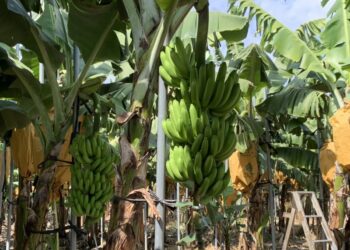 屏東縣政府推出香蕉防風支柱擴大適用獎勵 力挺蕉農發展韌性產業