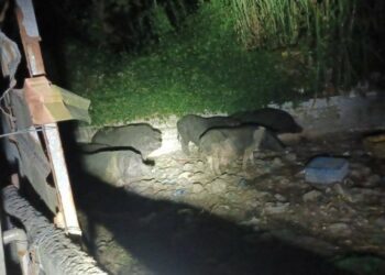 太平山豬場4件環境糞便採樣 初篩非洲豬瘟陰性