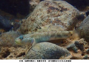 保育現曙光! 中山大學發現珍稀「蘭嶼吻鰕虎」現蹤菲律賓