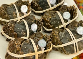 鍾東錦率團參訪上海深化交流 期獲更優質大閘蟹種苗