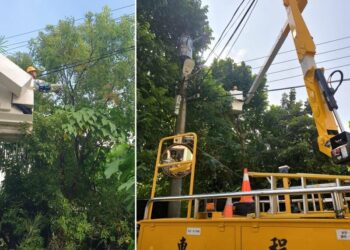 鳳凰颱風進逼 台電鳳山區處加強修剪樹木全力戒備