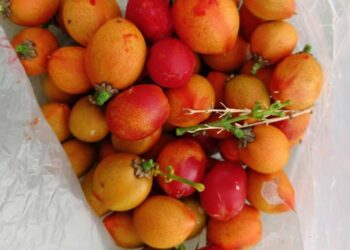 花生牛奶果，現在屏東縣一家農戶休閒農場長很多