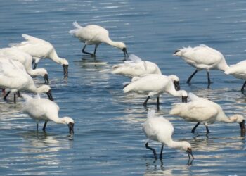 嘉義縣文觀局推「鷺境嘉義」親子賞鳥活動 邀請全台民眾前來體驗綠色旅程