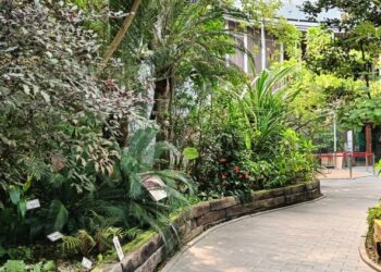 等你來挖寶! 臺北典藏植物園降真香結實纍纍