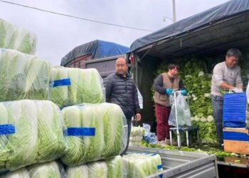 冬儲大白菜上市 北京日均千噸進場