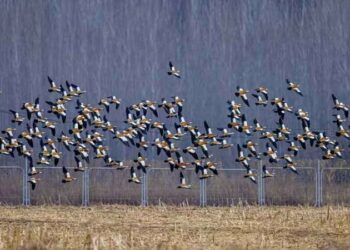 北京新增6處觀鳥基地 植物園與百望山成觀鳥焦點