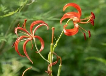 北京順義再現珍稀山丹