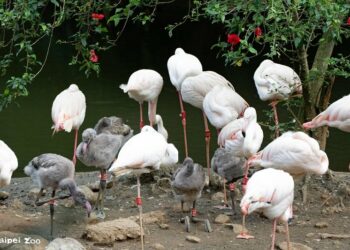 大紅鶴寶寶潮 珍貴時期別錯過