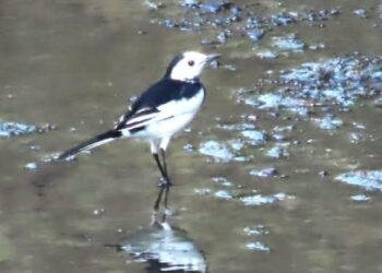 「牛屎鳥仔」白鶺鴒 攝影者最愛