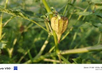 燈籠草  田野間少了  兒時零嘴不見了