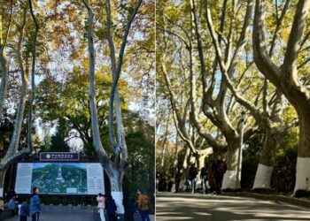 大陸南京梧桐:從奉安大典到城市記憶的百年風景