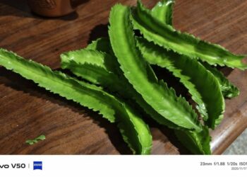 翼豆 楊桃豆,和秋葵的羊角豆不同