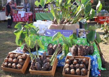 公館芋頭節登場　鍾東錦：推動冷鏈設備、智慧農業 保障農民收益