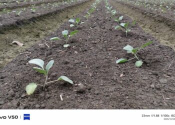 高麗菜農夫開始栽種   休閒戶可以玩票試試