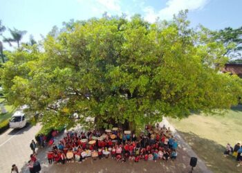 百年中路國小大榕樹獲列「受保護樹木」 農業局與師生歡度校慶溫馨揭牌