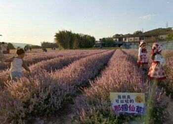 竹縣關西仙草節湧人潮 這兩週將迎來滿開盛景