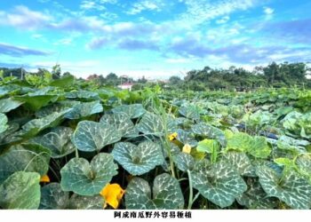 木瓜形阿成南瓜 果重肉質甜美短期可採收