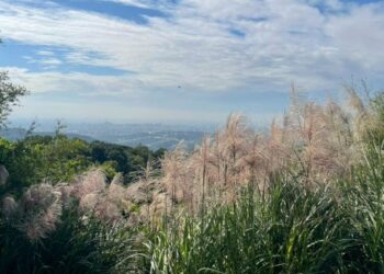 新北小百岳輕鬆攻頂 大棟山系限定賞芒尋寶