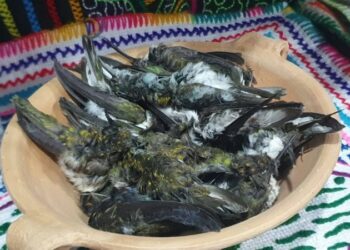 巫術使用蜂鳥乾燥屍體作法 墨西哥如此 祕魯也如是