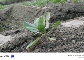 萬丹專業栽種團隊 遠道來鹽埔打工