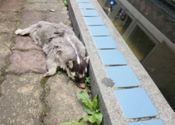 屏東縣春日鄉死亡鼬獾驗出狂犬病 防疫所呼籲民眾遵守「二不一要」