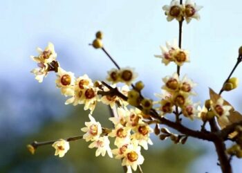 臥佛寺蠟梅提前盛放 金黃花影冬日添香氣 吸引遊客爭相賞拍