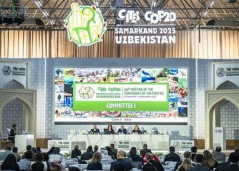 海保署樂見鯨鯊升列CITES附錄一 我國保育制度與國際標準接軌