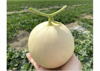 高雄神農市集 12/20 盛大登場 首推新品「天使瓜」號召千人自備湯匙「吃瓜」趣