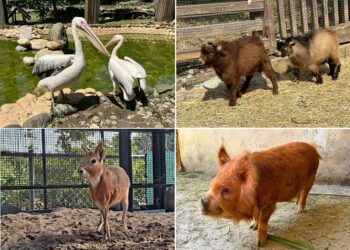 壽山動物園歲末迎「新」 朋友 鵜鶘、侏儒羊、兔豚等多種動物報到!