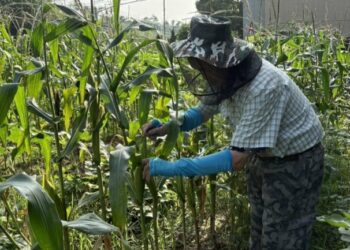 免費當5個月都市農夫！台中「環保農園」開放抽籤　30個名額等你來體驗