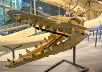 最後倒數！「龍王鯨」化石首度移展屏東海生館  僅展至本週五