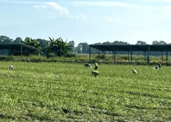 撿拾毛豆「不勞而獲」 加菜餽贈兩相宜