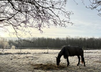 冬天馬匹也要穿馬衣
