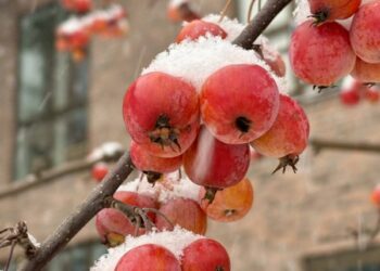 北國冬天 紅果子白雪景色極美
