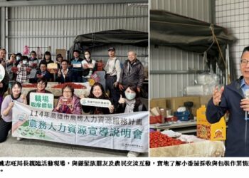 銀髮來參與、農忙有幫手 高市農業局推動銀髮人才投入小番茄採收包裝