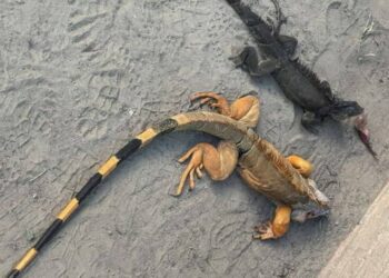 台南連捕2隻大型綠鬣蜥