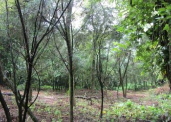 新北推獎勵造林 為地球種下一棵樹 打造永續與多樣性棲地