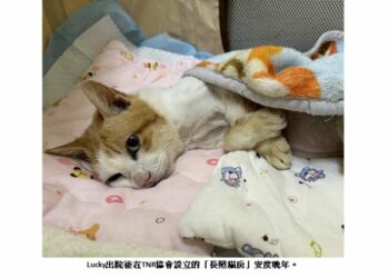 臺北街貓友善照護20年　高齡街貓Lucky獲終養安度晚年