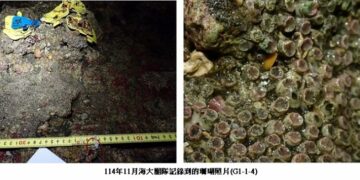 回應環團質疑 中油強調大潭藻礁生態仍持續存續