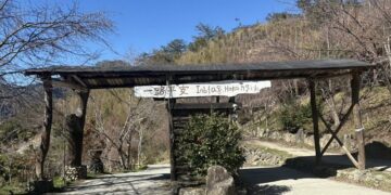 司馬庫斯櫻花季實施交通總量管制          1月19日起開放申請通行證