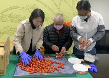 台南鹽水番茄產季展開