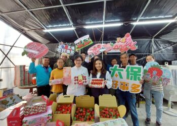 「莓來玩不行」太保草莓季甜蜜登場 專屬提盒送禮自用都吸睛 嘉義太保市公所推7大草莓園串聯採摘地圖