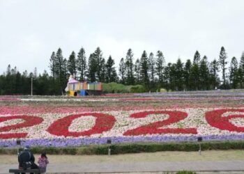 「2026花現新澎友—澎湖冬日花海遊樂園」盛大開幕　20萬株花海迎新春 打造親子共遊新亮點