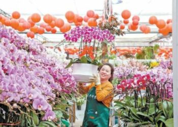 馬年春節將至 北京2100萬盆年宵花熱鬧上市