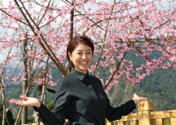 最美茶鄉櫻花季登場！信義草坪頭4,000棵櫻花迎賓 縣長許淑華邀您春節來南投賞花、泡湯、看燈會