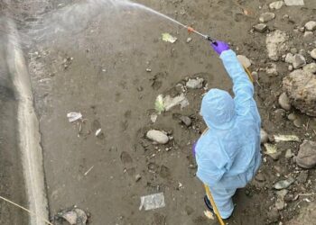 苗栗後龍棄置雞屍確診H5N1高病原性禽流感　    縣長鍾東錦指示嚴查重罰最高100萬元